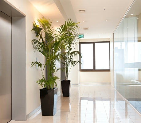 Usizo Indoor Plant Maintenance Usizo Indoor Plant Maintenance